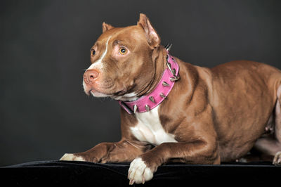 Close-up of a dog looking away
