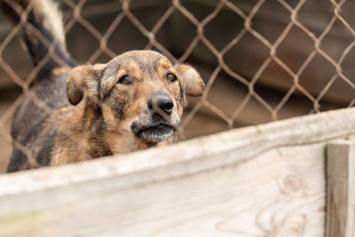 Close-up of a dog in zoo