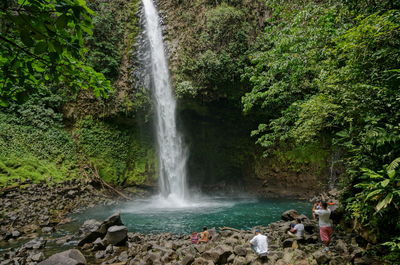 Scenic view of waterfall in forest