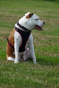 Dog looking away on field