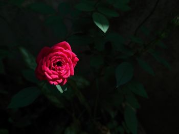 Close-up of rose against blurred background