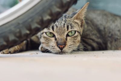 Portrait of tabby cat