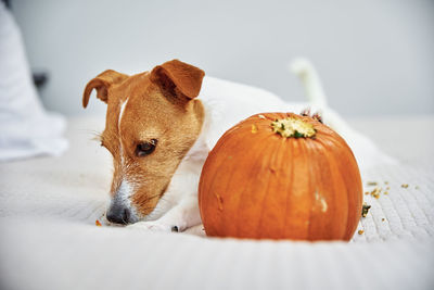 Dog gnaws orange pumpkin indoors