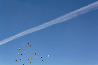 Blue sky with contrails and pigeons flying