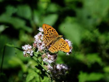 Close-up of butterfly pollinating on flower