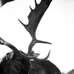 animal