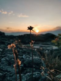 Close-up of silhouette plants on field against sky during sunset