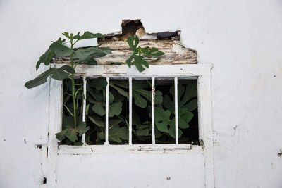 Close-up of potted plant against wall