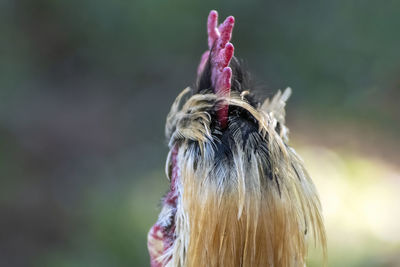 Rooster hairstyle 