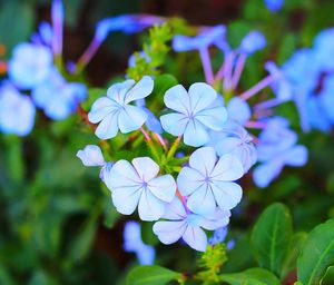 Close-up of purple flowers