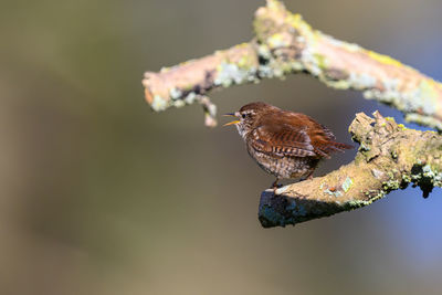 Wren, troglodytes troglodytes, perched on a lichen covered branch. singing, looking left