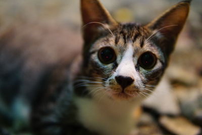 Close-up portrait of cat