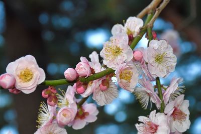 Close-up of pink cherry blossoms in spring