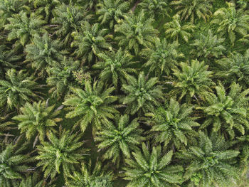 Full frame shot of fresh green plants