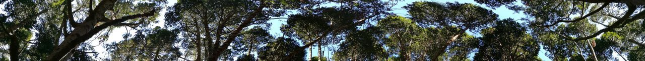 Low angle view of trees against sky