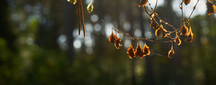 Close-up of branch of tree