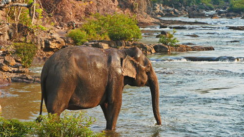 Elephant in a river