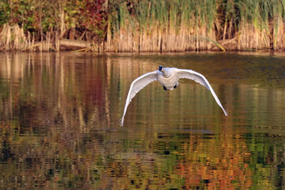 High angle view of swan flying over lake