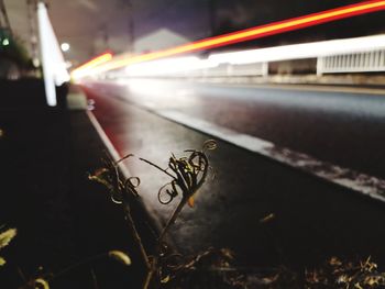 High angle view of insect on railing