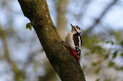 Low angle view of bird perching on tree