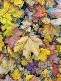 Close-up of maple leaves fallen in autumn