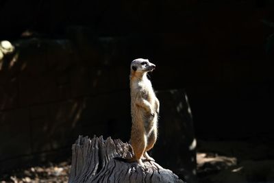 View of meerkat on wood