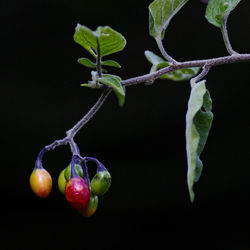 Close-up of fruits hanging on plant