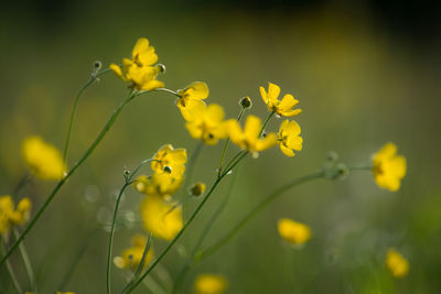 Close-up of yellow flowers blooming outdoors