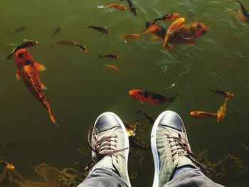 Low section of person with fish in sea