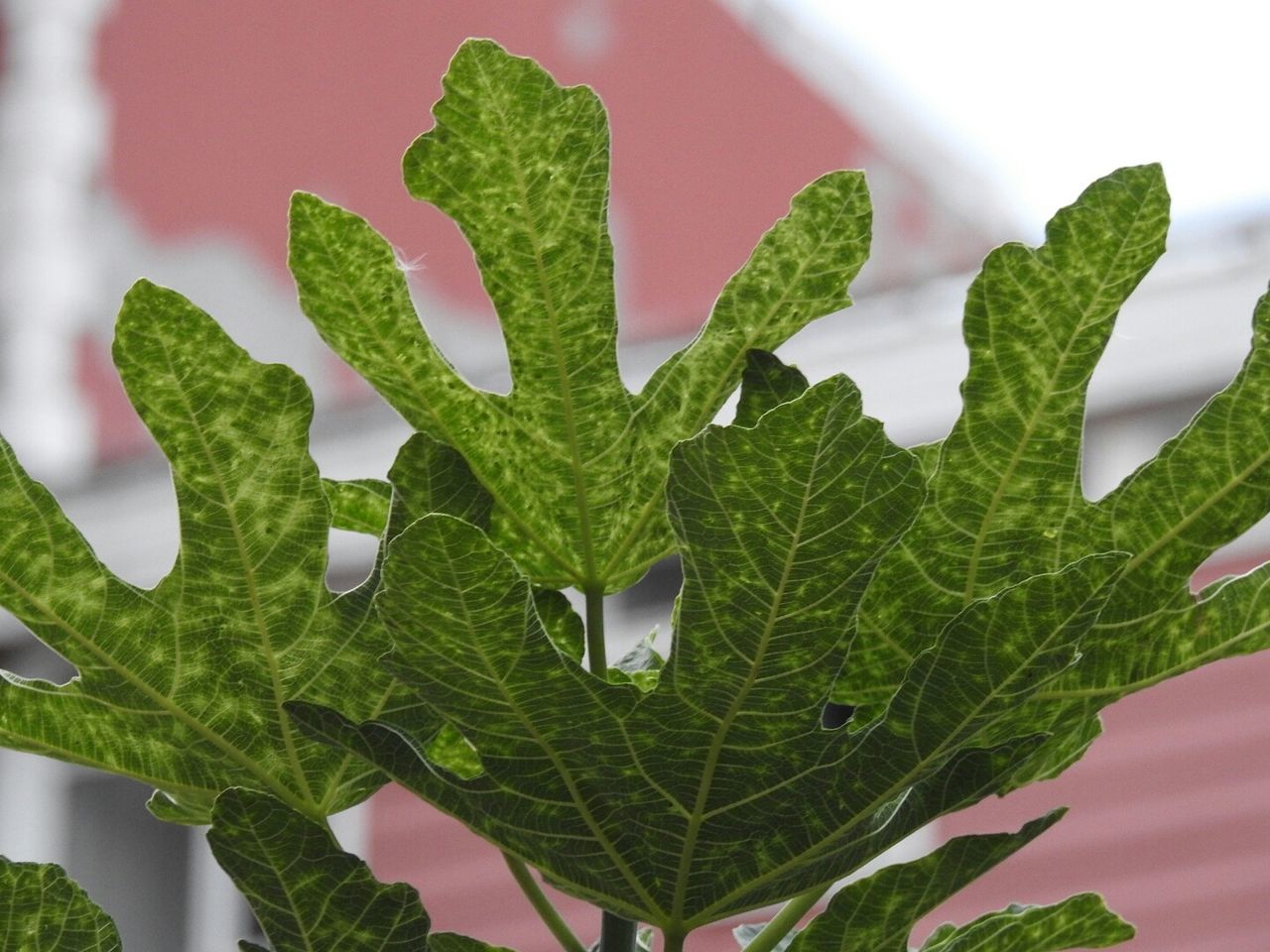 leaf, green color, close-up, plant, growth, nature, green, freshness, houseplant, beauty in nature, no people, botany, vibrant color