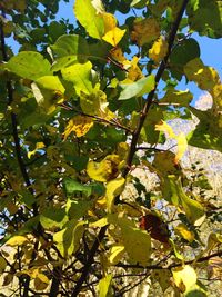 Low angle view of tree