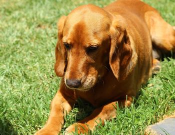 Close-up of a dog