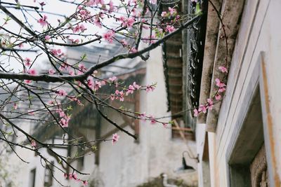 Low angle view of pink flowers on tree