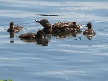 Ducks swimming in lake