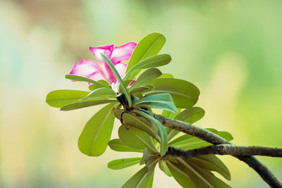 Close-up of pink flowering plant