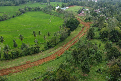 High angle view of trees on field