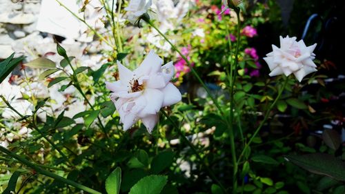 Close-up of bee on white flowers blooming outdoors