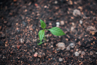 High angle view of small plant growing on field