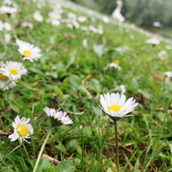 Close-up of white daisy flowers on field