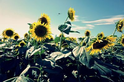 Close-up of yellow flowering plants on field against sky