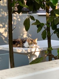 Cat in a water