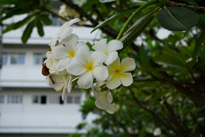 Close-up of apple blossoms in spring