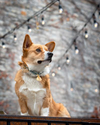 Dog looking away while sitting outdoors