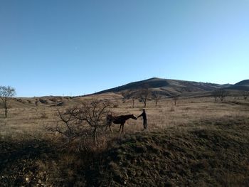 Horse on field against clear blue sky