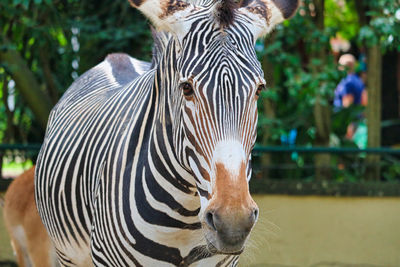 Zebra portrait 