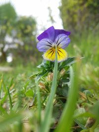 Close-up of purple flower