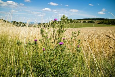 Flowers growing in field