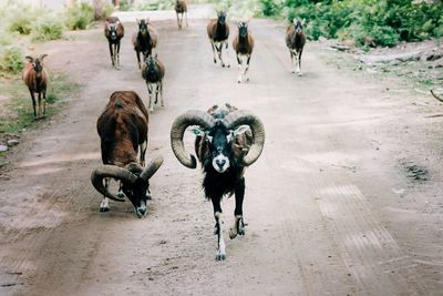 Wild animals deer and sheep on a country road in sweden