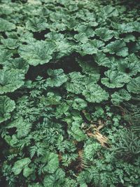 Full frame shot of plants