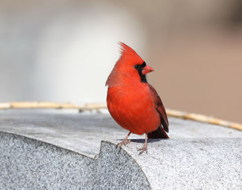 Close-up of bird perching on retaining wall